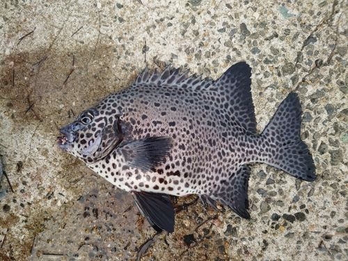 イシガキダイの釣果