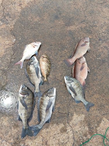 タイの釣果