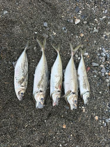 マアジの釣果