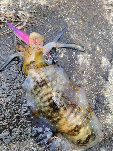 アオリイカの釣果