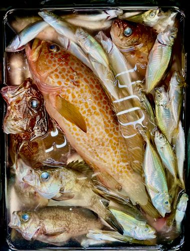 キジハタの釣果