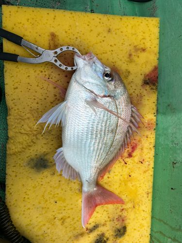 タイの釣果