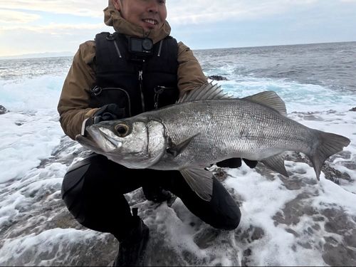 ヒラスズキの釣果