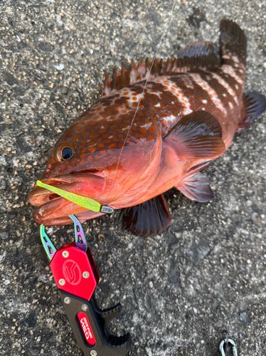 アコウの釣果