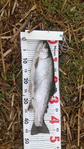 サクラマスの釣果