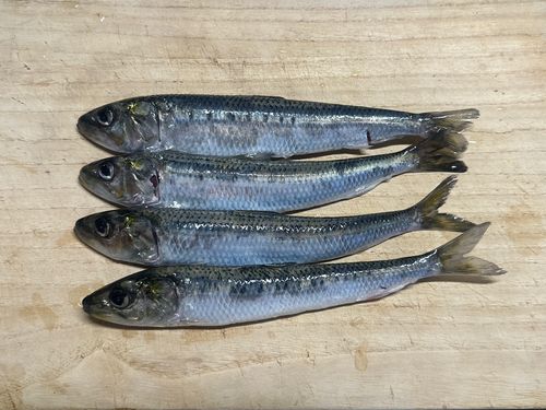 イワシの釣果