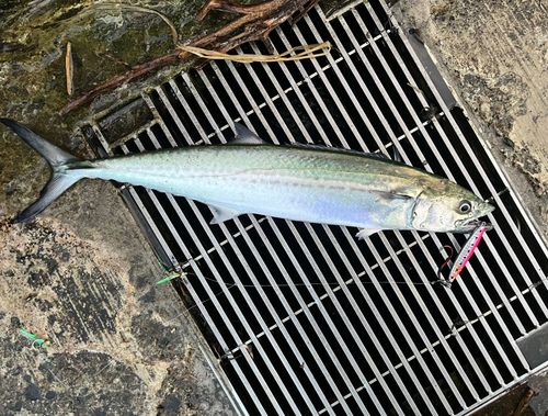 サゴシの釣果