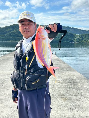 イトヨリダイの釣果
