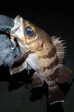 メバルの釣果
