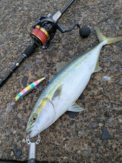 イナダの釣果