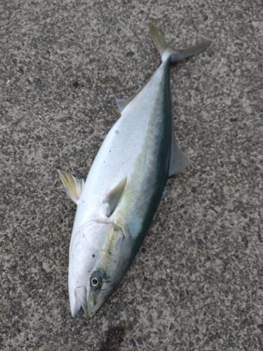 ハマチの釣果