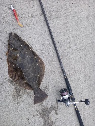 ヒラメの釣果