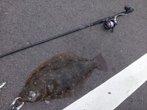 ヒラメの釣果