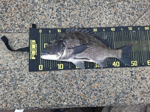 チヌの釣果