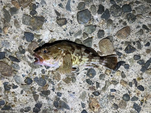 カサゴの釣果