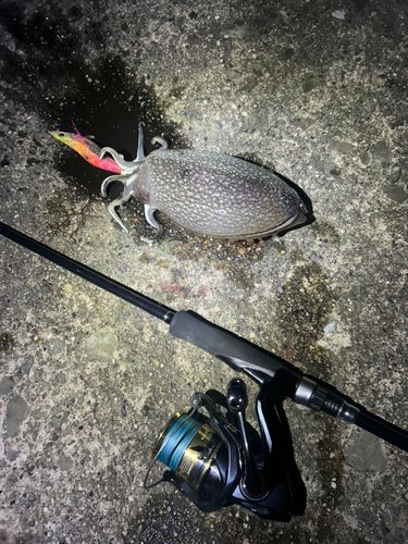 シリヤケイカの釣果