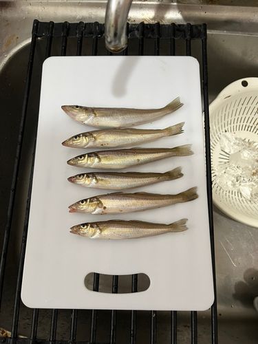 キスの釣果