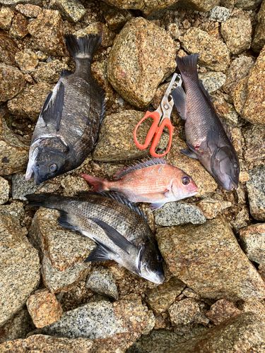 チヌの釣果