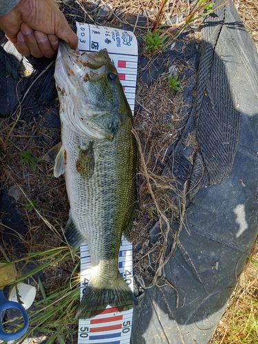ブラックバスの釣果