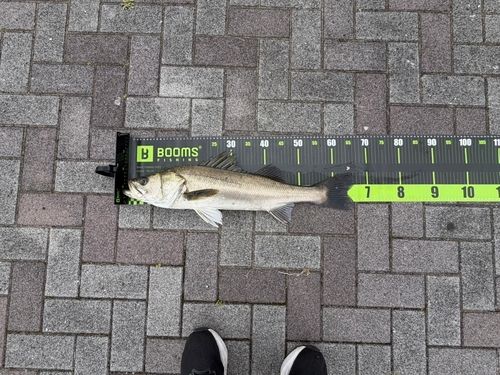 セイゴ（マルスズキ）の釣果