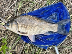 ギンブナの釣果
