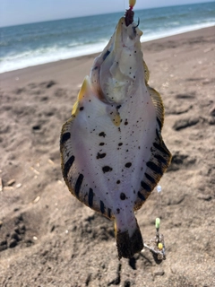 マツカワの釣果