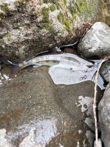 ヤマメの釣果