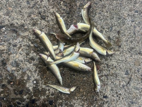 コマイの釣果