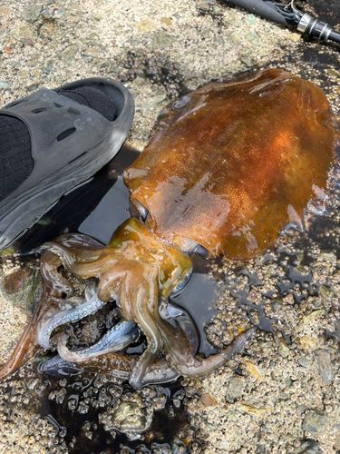 アオリイカの釣果
