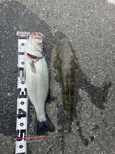 フッコ（ヒラスズキ）の釣果