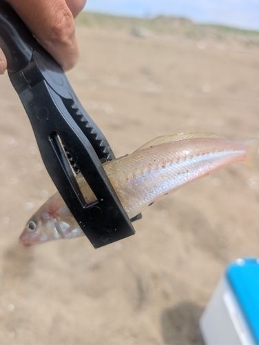 シロギスの釣果