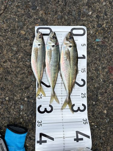 アジの釣果