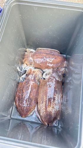 コウイカの釣果