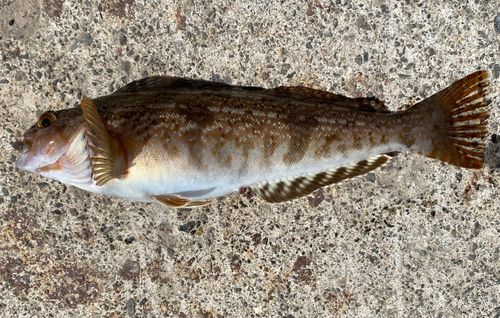 アイナメの釣果