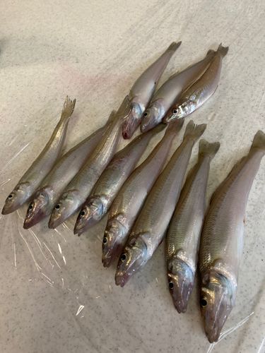 キスの釣果