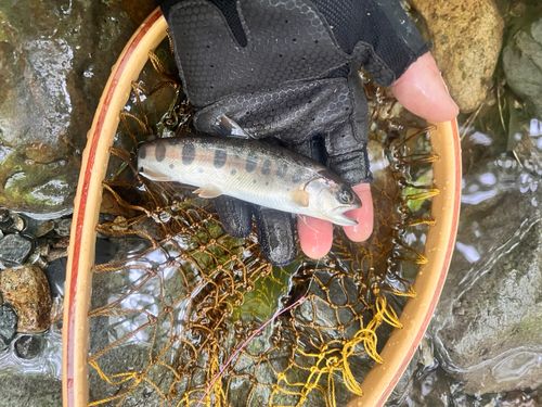 ヤマメの釣果