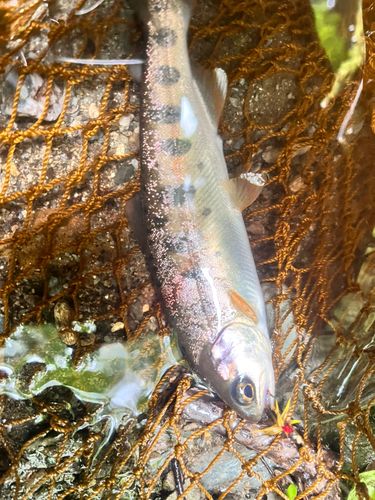 ヤマメの釣果