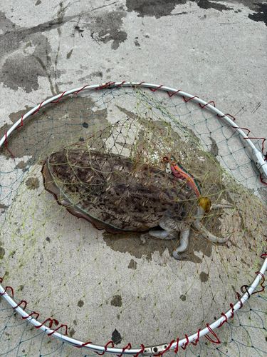 モンゴウイカの釣果