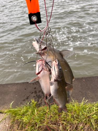 アメリカナマズの釣果
