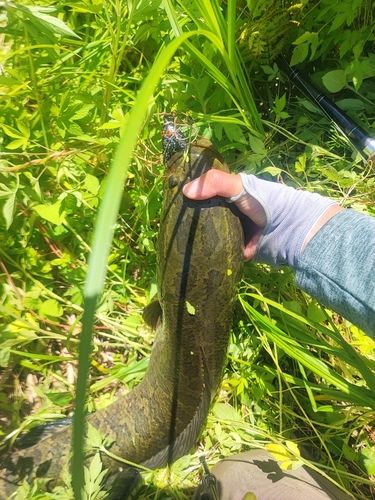 茨城県で釣れたライギョの釣り・釣果情報 - アングラーズ | 釣果600万