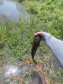 ライギョの釣果