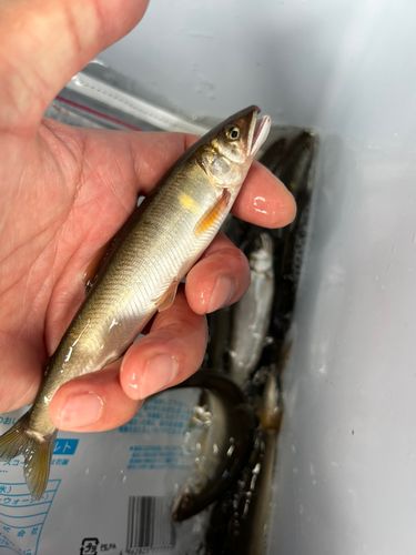 アユの釣果