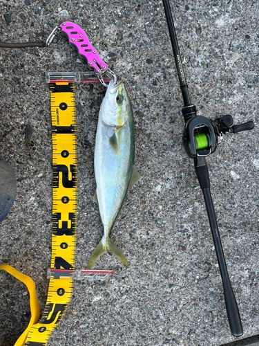 イナダの釣果