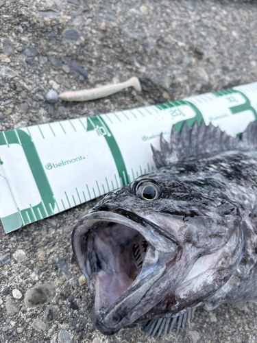 クロソイの釣果