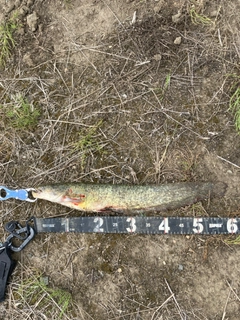 マナマズの釣果
