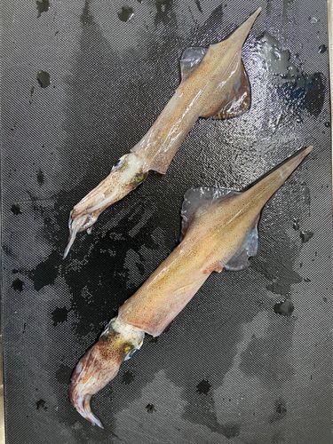 ヤリイカの釣果