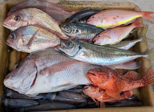 マダイの釣果