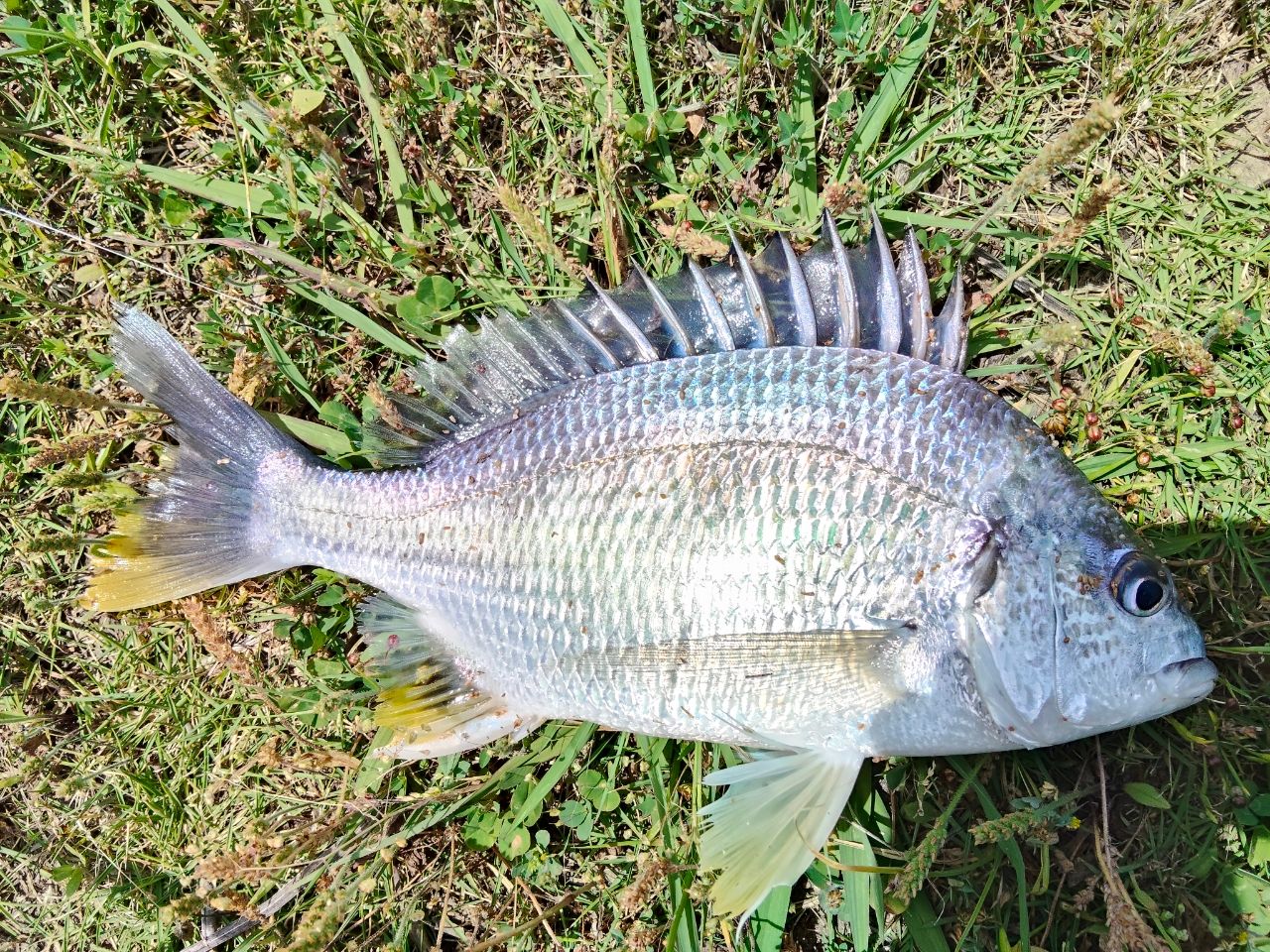 SHIMANO 19ブレニアス S76Mの最安値・インプレ・釣果 | 本音の口コミが