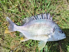 キビレの釣果