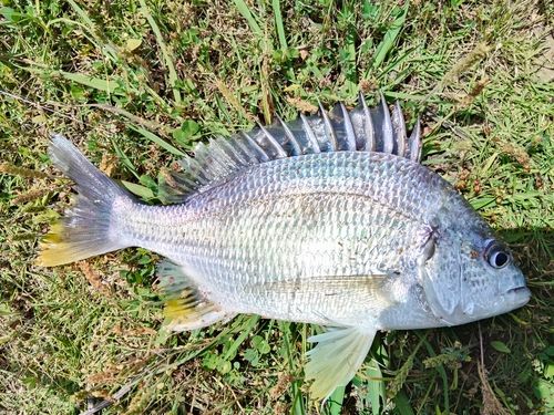 キビレの釣果